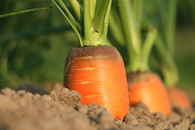 Companion Planting Peppers and Carrots