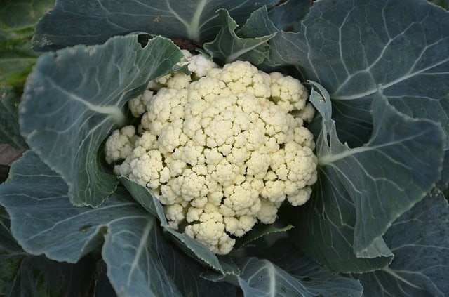 Planting Cauliflower