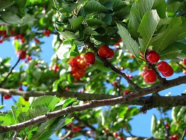 Planting Cherry Trees - How to Grow Cherries at Home