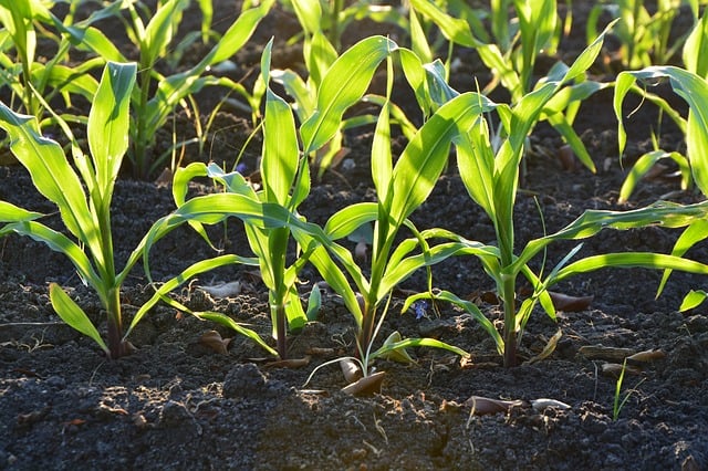 Planting Corn by Hand