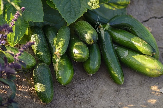 Planting Cucumbers in a Garden