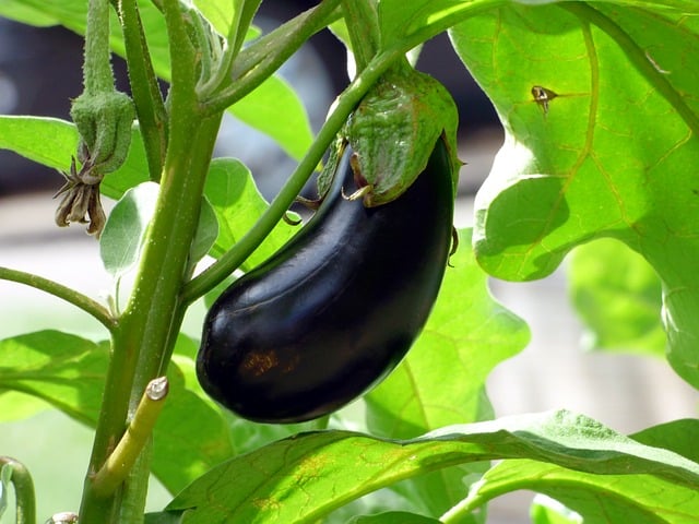 Planting Eggplants in a Garden