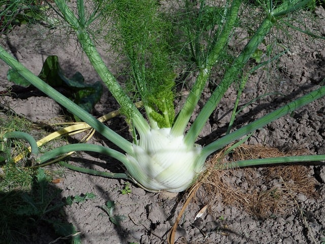 Planting Fennel in a Garden