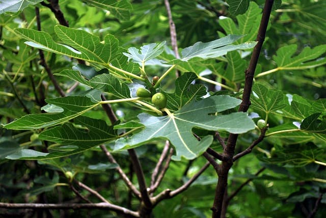 Planting Fig Trees