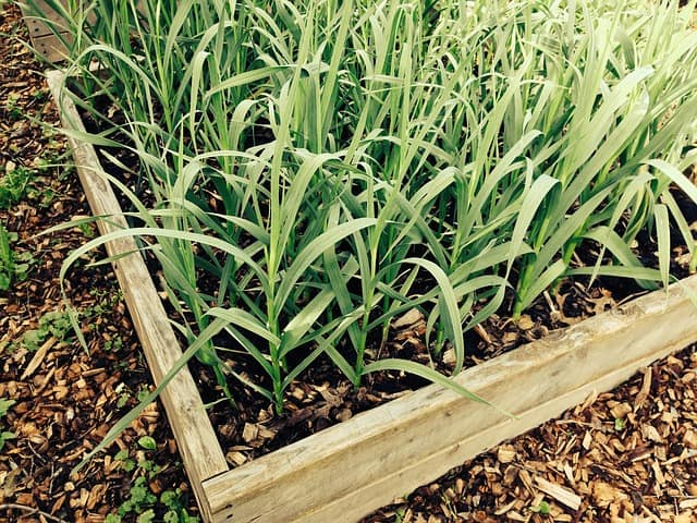 Planting Garlic