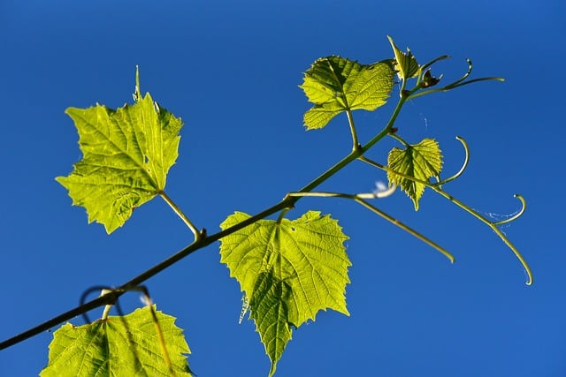 Planting Grape Vines from Cuttings - How to Grow Grapes at Home