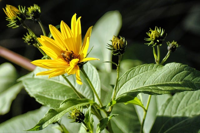 Planting Jerusalem Artichokes