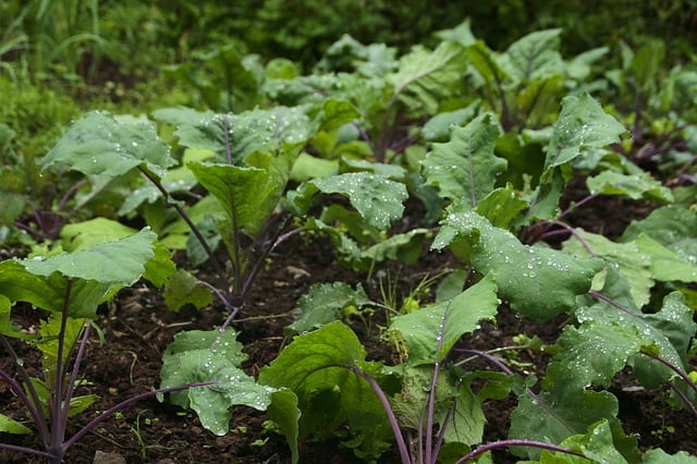 Planting Kale