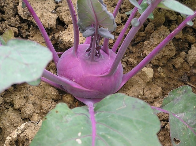 Planting Kohlrabi