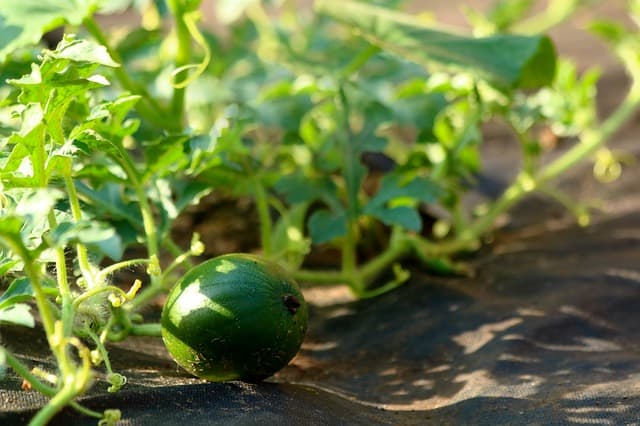 Planting Melons