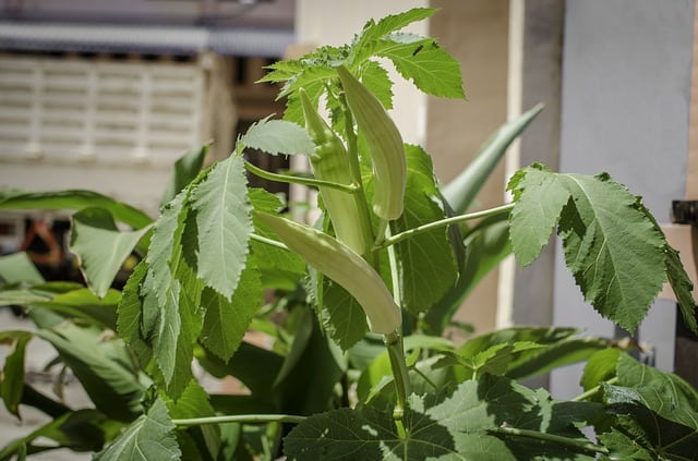 Planting Okra