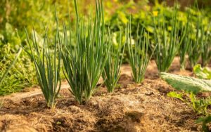 Harvesting Green Onions