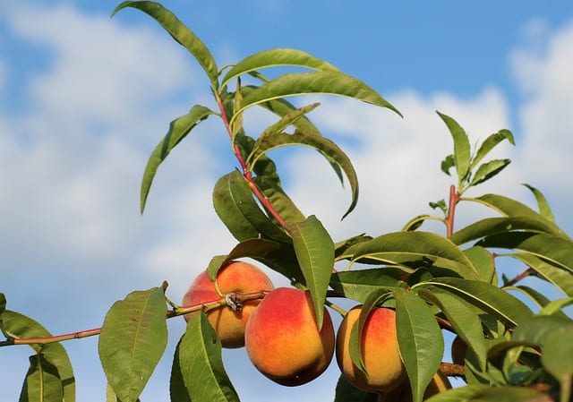 Planting Peach Trees