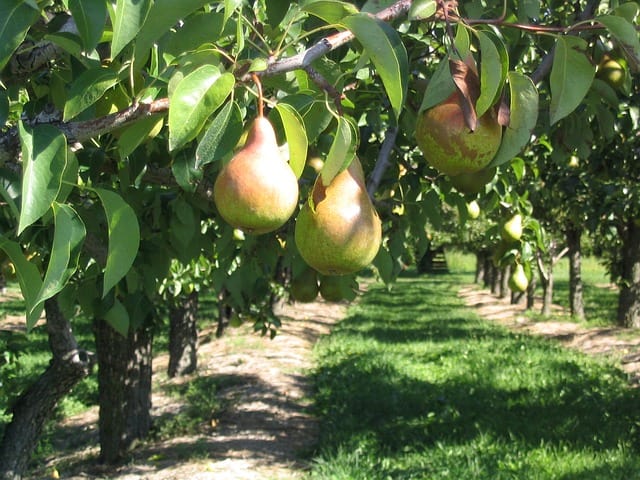 Planting Pear Trees