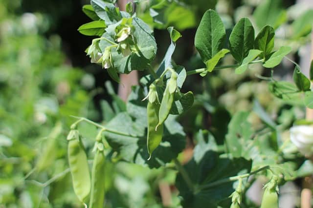 Planting Peas