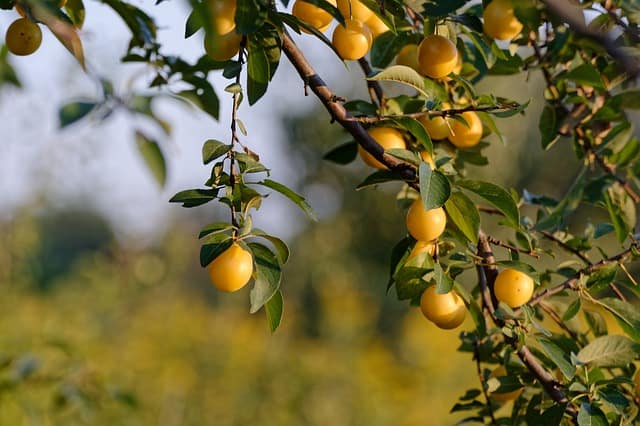 Planting Plum Trees