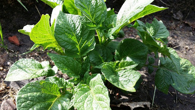 Planting Potatoes