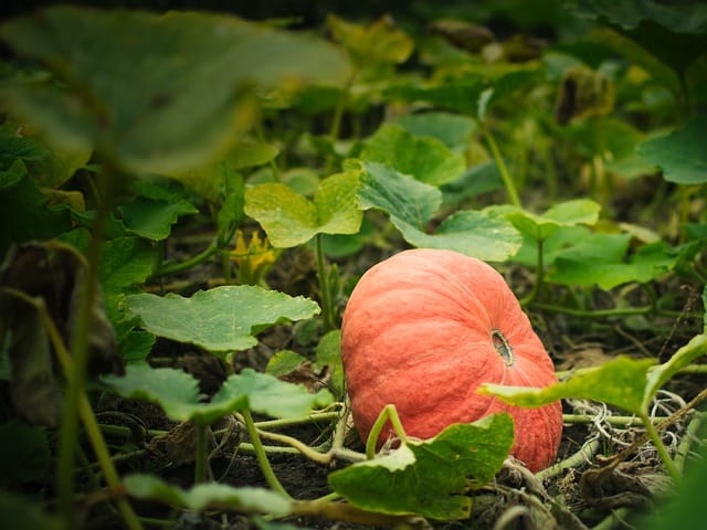 Planting Pumpkins