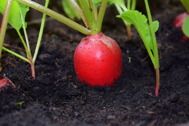 Radishes and Peppers Companion Planting