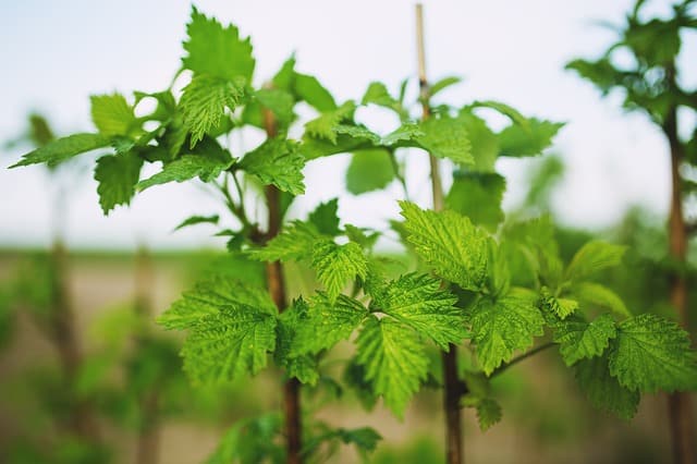 Planting Raspberry Cuttings