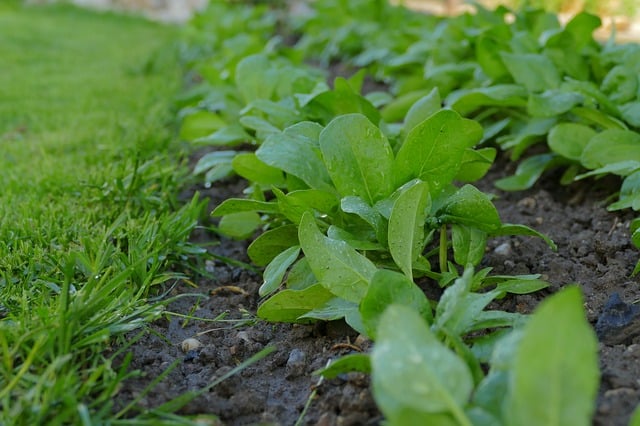 Planting Spinach