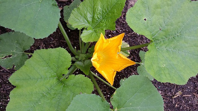 Companion Planting Squash and Peppers
