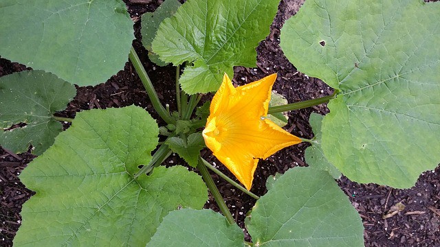 Harvesting Zucchini Flowers