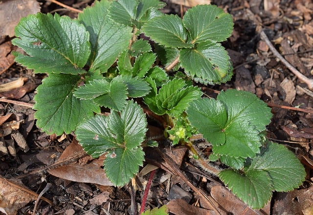 Planting Strawberries