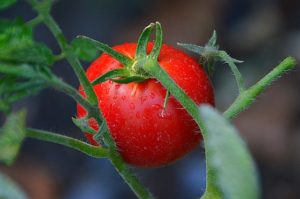 Harvesting and Saving Tomato Seeds