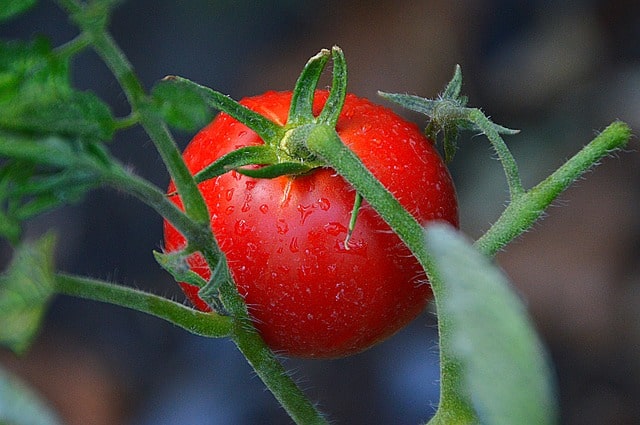 Planting Tomatoes in the Garden