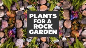 Plants For A Rock Garden