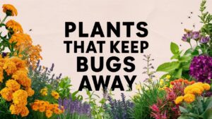 Plants That Keep Bugs Away