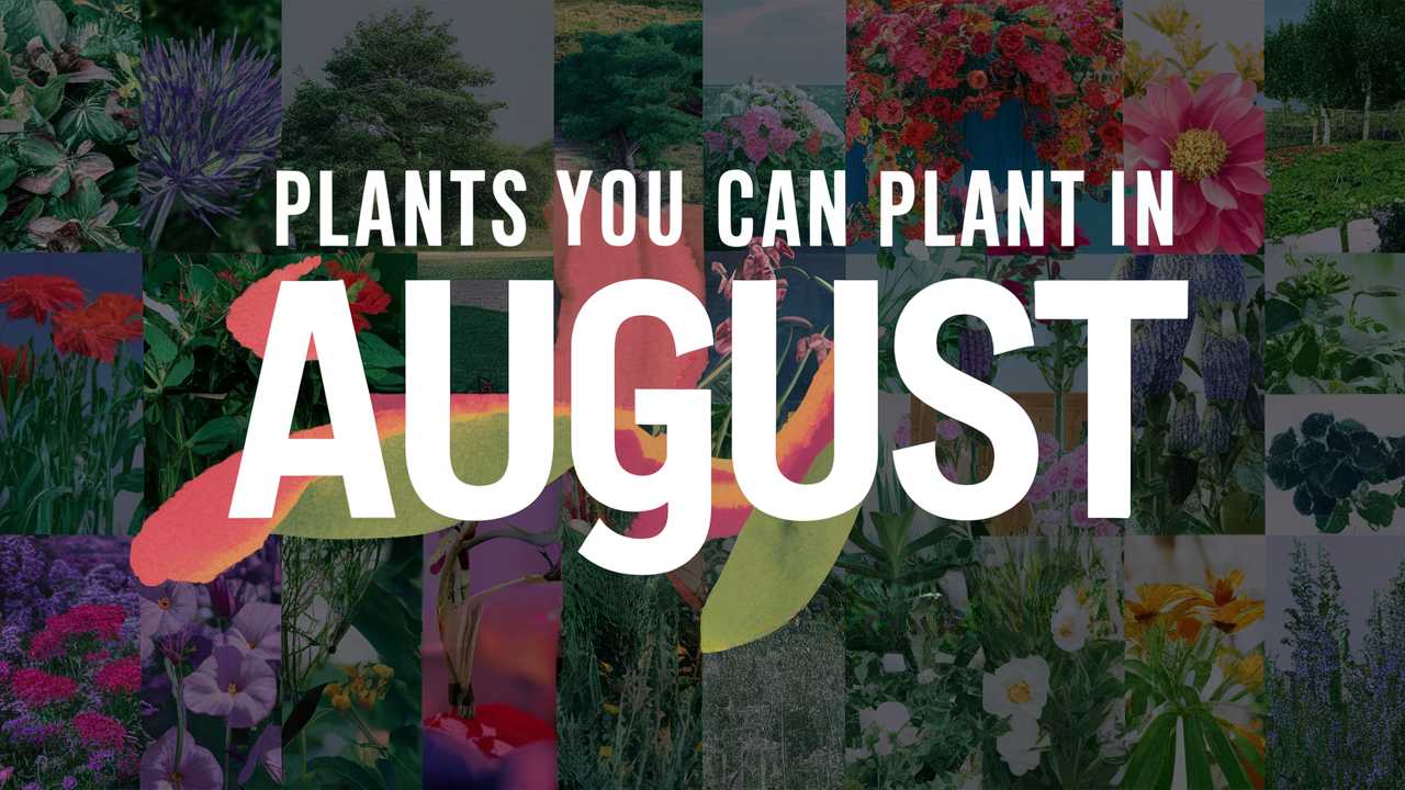Plants You Can Plant In August