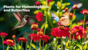 Plants for Hummingbirds and Butterflies
