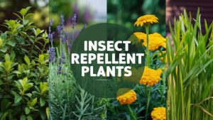 Plants for Insect Repellent