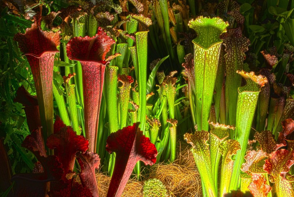 Popular Pitcher Plants