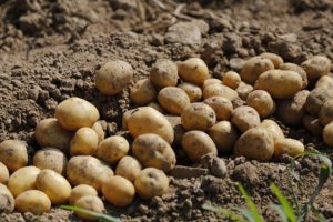 Harvesting Potatoes