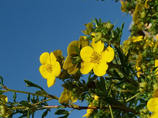 Potentilla Shrubs (Potentilla fruticosa)