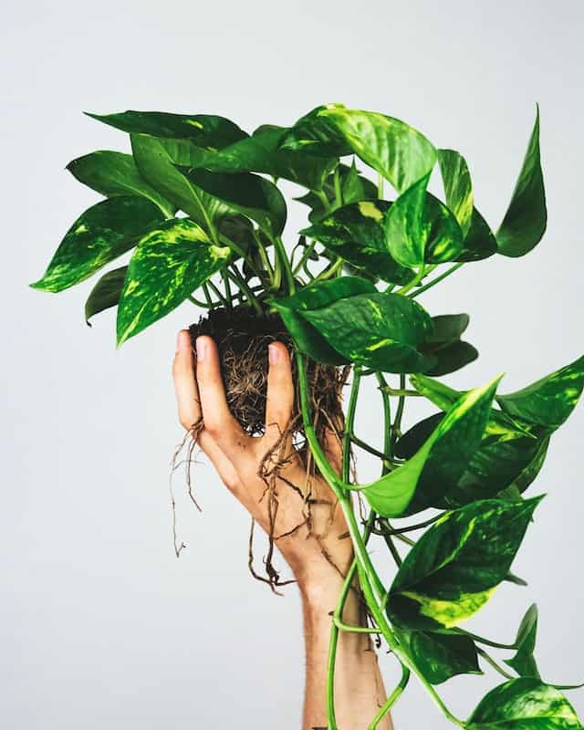 Pothos in Hand