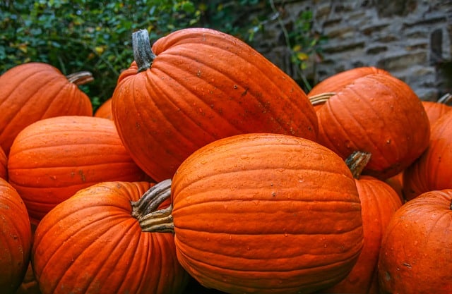 Harvesting Pumpkins