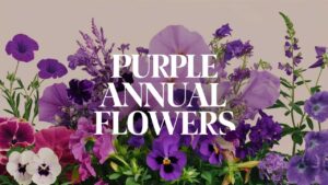 Purple Annual Flowers