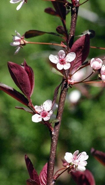 Purple-Leaf Sand Cherry (Prunus × cistena)