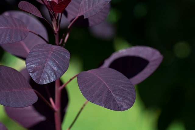 Purple Smokebush (Cotinus coggygria)