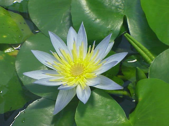 Pygmy Rwandan Waterlily (Nymphaea thermarum) - Kurt Stüber - CC-BY-SA 3.0