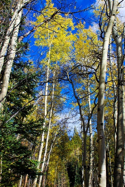 Quaking Aspen (Populus tremuloides)