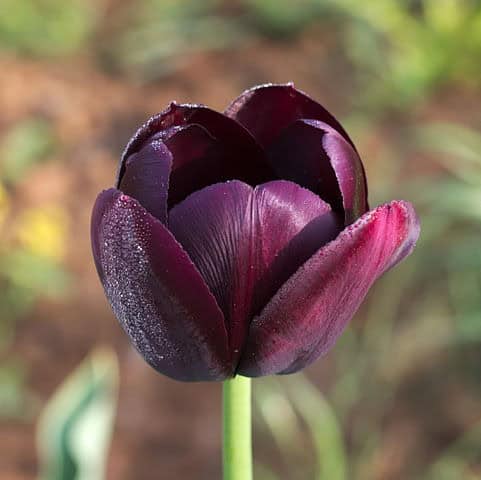 Queen of Night Tulip