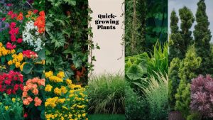 Quick Growing Plants