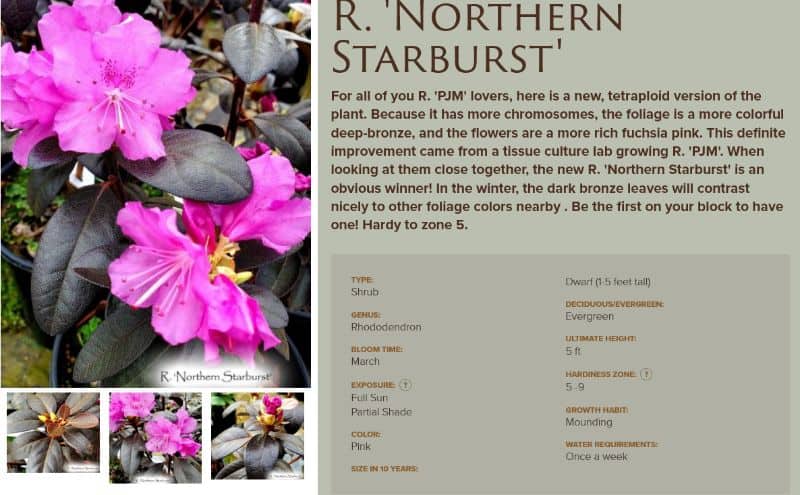 Rhododendron PJM Northern Starburst