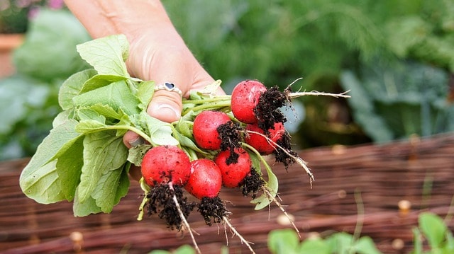 Radish Care & Harvest