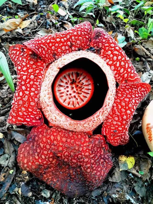 Rafflesia